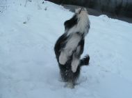 Sam in the snow